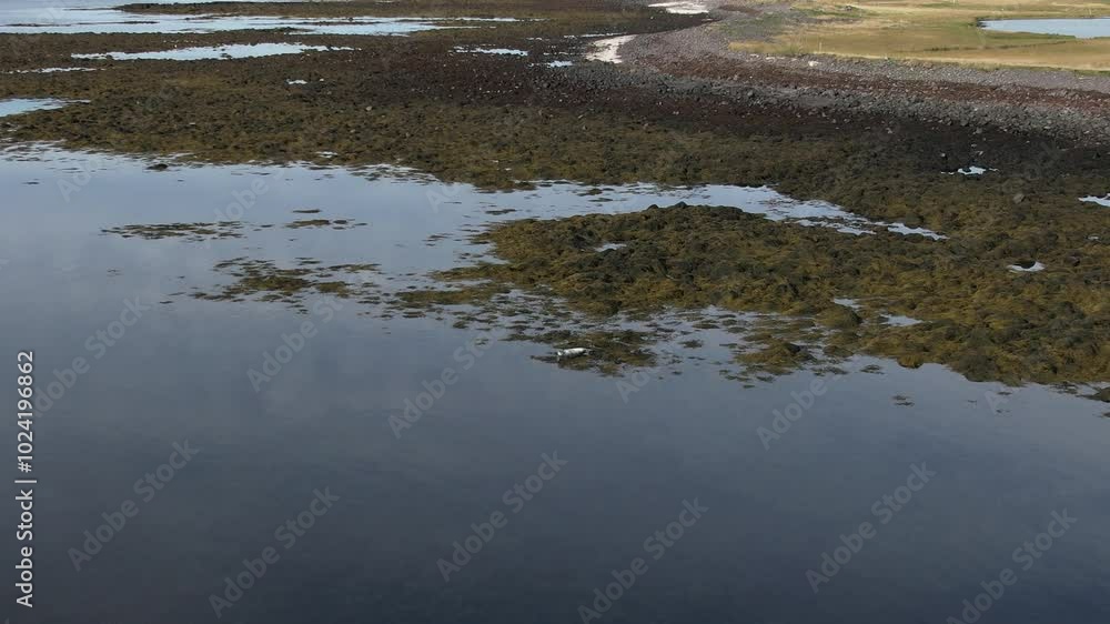 A Common Seal (Harbor Seal) basking peacefully on the rocky shores of Iceland. Filmed with a Drone. Different shots available in my portfolio. A Common Seal (Harbor Seal) basking peacefully on the rocky shores of Iceland. Filmed with a Drone. Different shots available in my portfolio.