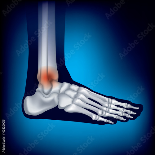 Toe Bone.Foot bone structure. Human leg anatomy illustration isolated on blue background.