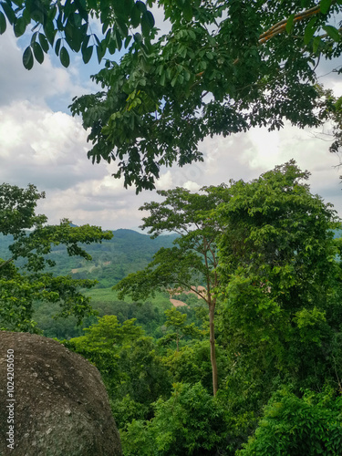 Lush green forest with a mountain in the background