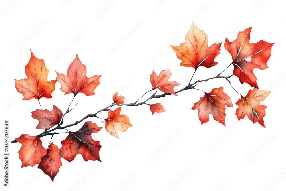 A delicate watercolor illustration of a maple leaf branch, isolated against a transparent background. A delicate watercolor illustration of a maple leaf branch, isolated against a transparent background.