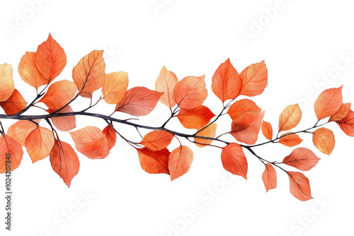 A delicate watercolor illustration of a maple leaf branch, isolated against a transparent background.  photo