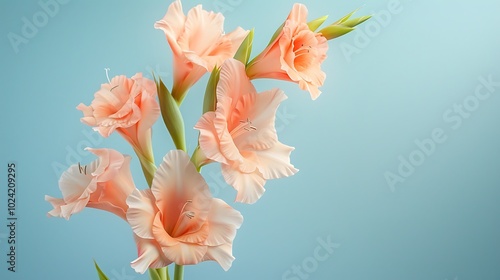 A soft peach gladiolus flower isolated on a light blue background.