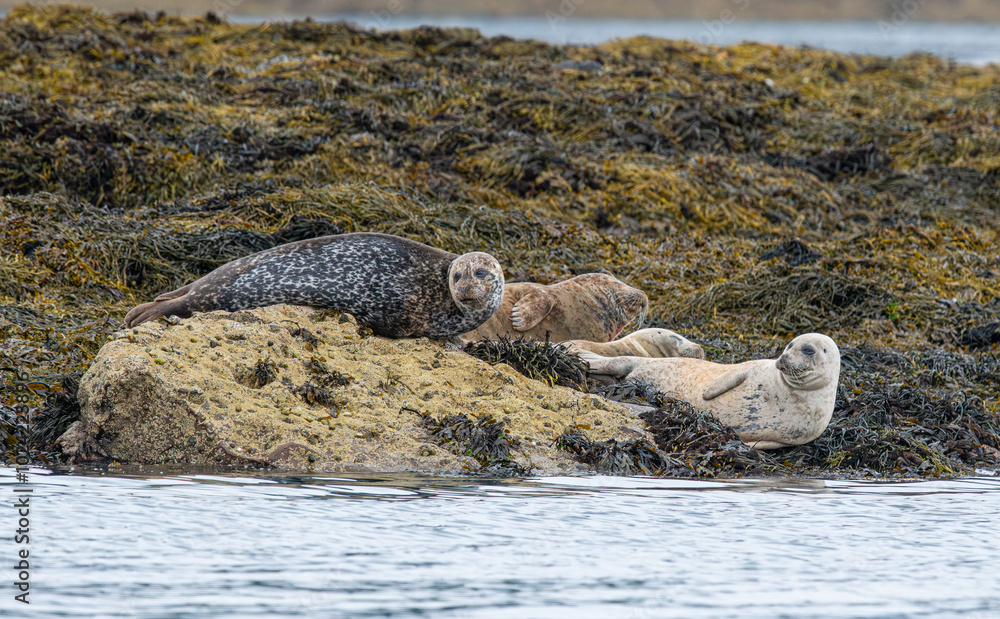 Fototapeta premium Gray seals at Mull of Kintyre, Scotland