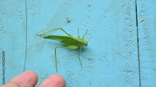 Microcentrum rhombifolium insect. It  is a species of insect in the family Tettigoniidae. Its other names  greater angle wing katydid, broad winged katydid, and angular winged katydid. Green insect.  photo