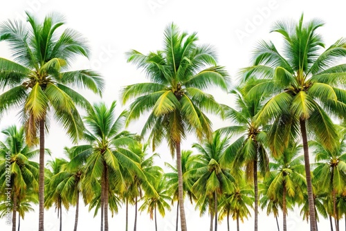 Tropical coconut palm tree reflection on white background