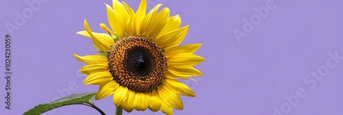 A sunny yellow sunflower flower isolated on a pastel purple background.