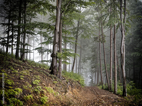 The image depicts a misty forest with tall, slender trees. A dirt path winds through the scene, leading into the fog. The lush green leaves and earthy tones create a serene, mysterious atmosphere.

