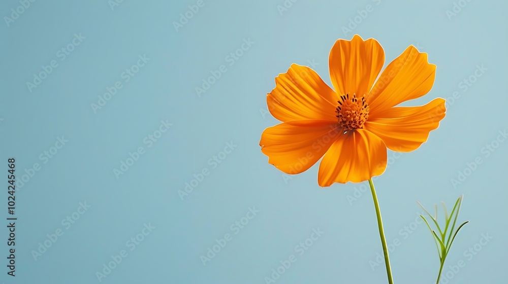 A bold orange cosmos flower isolated on a pastel blue background. A bold orange cosmos flower isolated on a pastel blue background.