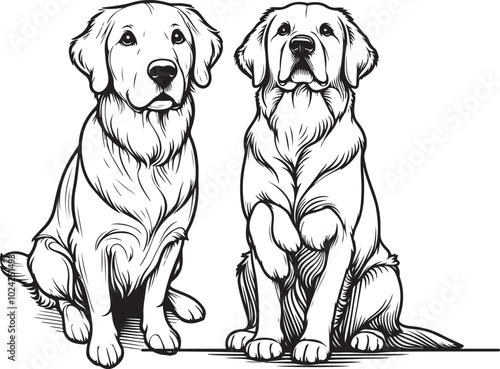 Golden Retriever dog breed animal vector line art sketch outline