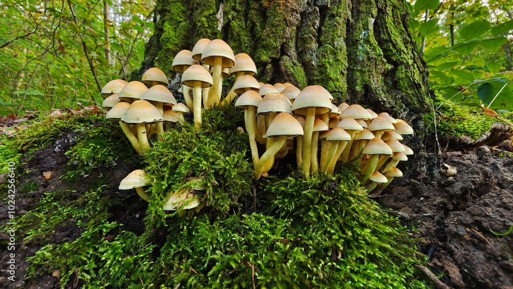 Fototapeta premium Mushrooms from the perspective of a beetle fantastic macro world in the forest
