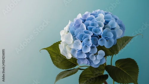 Blue Hydrangea Flowers with Green Leaves on a Turquoise Background. photo