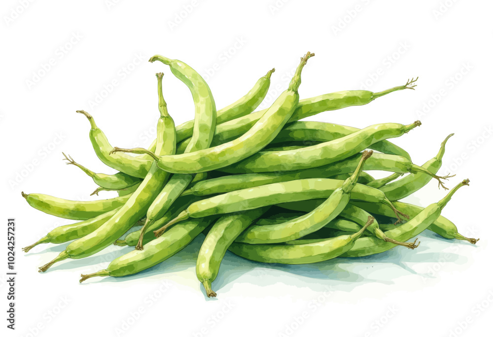 Fresh Green Beans Pile - Hand-painted Illustration Fresh Green Beans Pile - Hand-painted Illustration