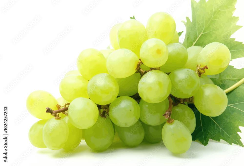 Fresh Green Grapes Cluster with Leaf Fresh Green Grapes Cluster with Leaf