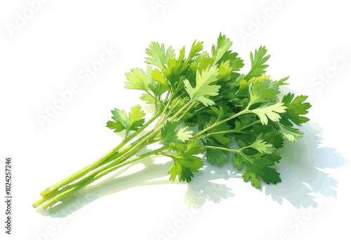 Fresh Green Parsley Sprigs on White Background 

