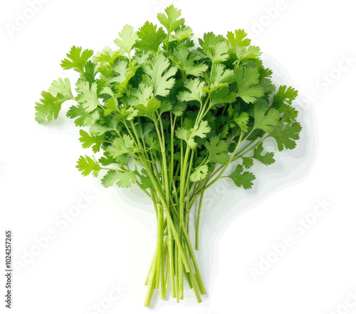 Fresh Green Cilantro Sprigs on White Background