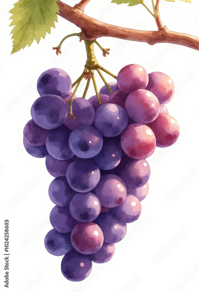 Fototapeta premium Purple Grapes on Vine 
