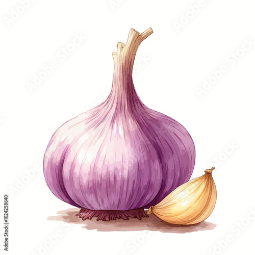 Purple Garlic Bulb and Single Clove 
