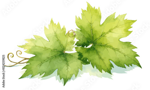 Watercolor Grape Leaves Illustration 
