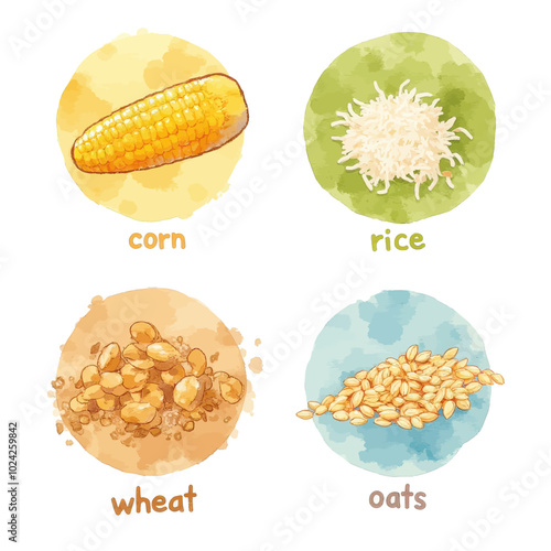 Watercolor Illustration of Grains: Corn, Rice, Wheat, Oats