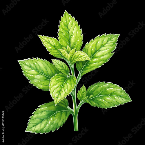 Watercolor Illustration of Green Mint Leaves 
