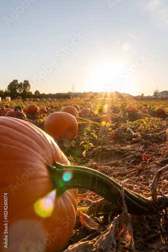 Organic pumpkin field in sunset in low angle view with many squash and halloween pumpkins for Thanksgiving or October autumn decoration in warm sunset glow with copy space and big pumpkins harvesting