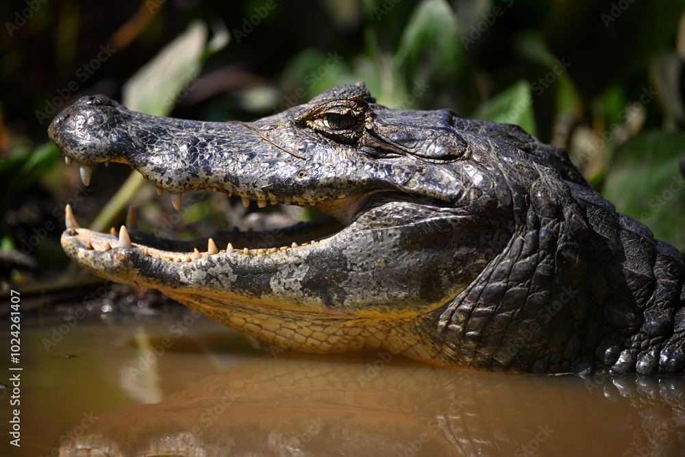 Side view of Yacare Caiman with open mouth waiting in muddy water with reflection Side view of Yacare Caiman with open mouth waiting in muddy water with reflection