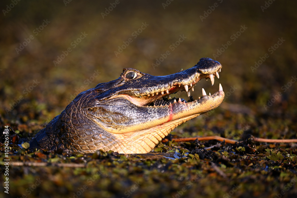 Naklejka premium Yacare Caiman with open mouth swallowing a fish while resting in aquatic plants