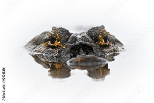 Yacare Caiman with eyes above water surface with still reflection isolated on white background