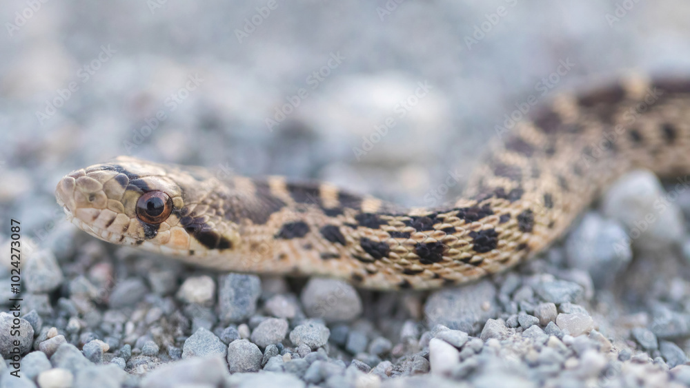 Fototapeta premium Pacific Gopher Snake Juvenile Close-up. Bay Trail, Sunnyvale, anta Clara County, California, USA.