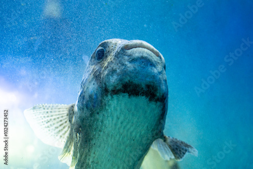 A close up of picture of a porcupine or puffer fish  in clear blue water