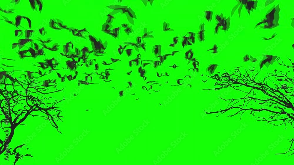 Bats Flying On Green Screen 9 Bats Flying On Green Screen 9