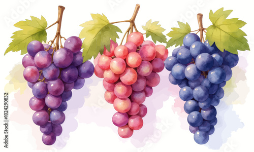 Wallpaper Mural Grapes Illustration: Purple, Pink & Blue Bunches with Leaves Torontodigital.ca
