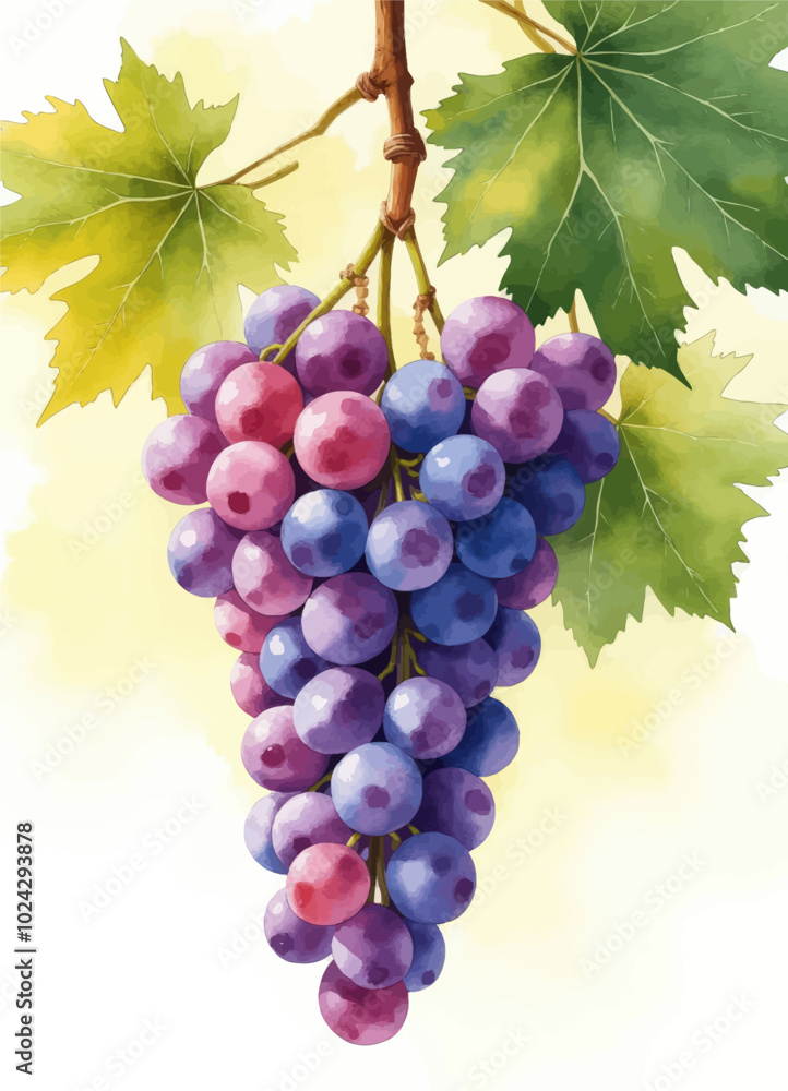 Fototapeta premium Watercolor Painting of Hanging Grapes and Leaves
