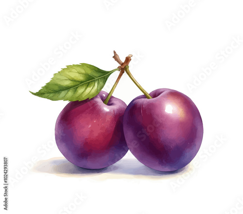 Watercolor illustration of two plums with green leaf
