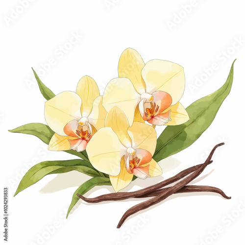 Watercolor Illustration of Yellow Orchids and Vanilla Beans