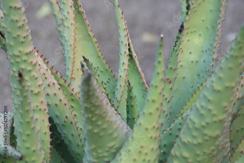 close up of  leaves of Aloe marlothii photo