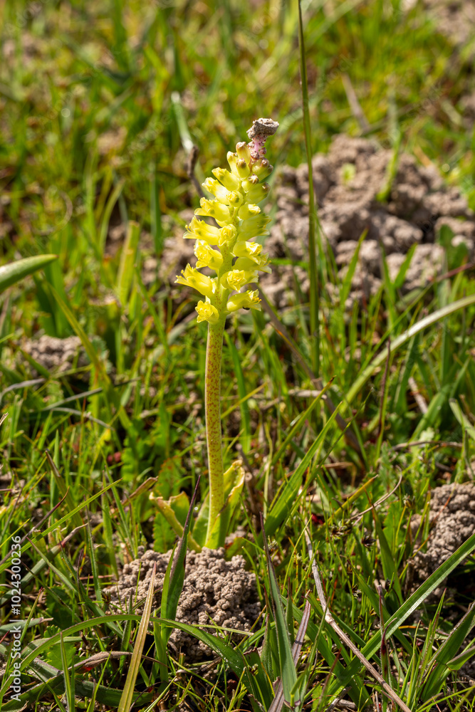 Flower of a Lachenalia in natural habitat near Malmesbury in the Western Cape of South Africa Flower of a Lachenalia in natural habitat near Malmesbury in the Western Cape of South Africa