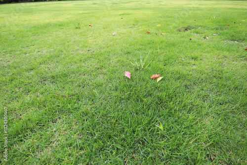 一面に広がる芝生の広場