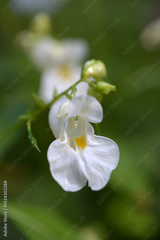 Fototapeta premium ツリフネソウ