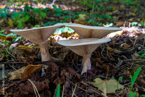 Three white mushrooms in the forest on dry leaves. Clitocybe geopatra, nebularis, infundibulicybe photo