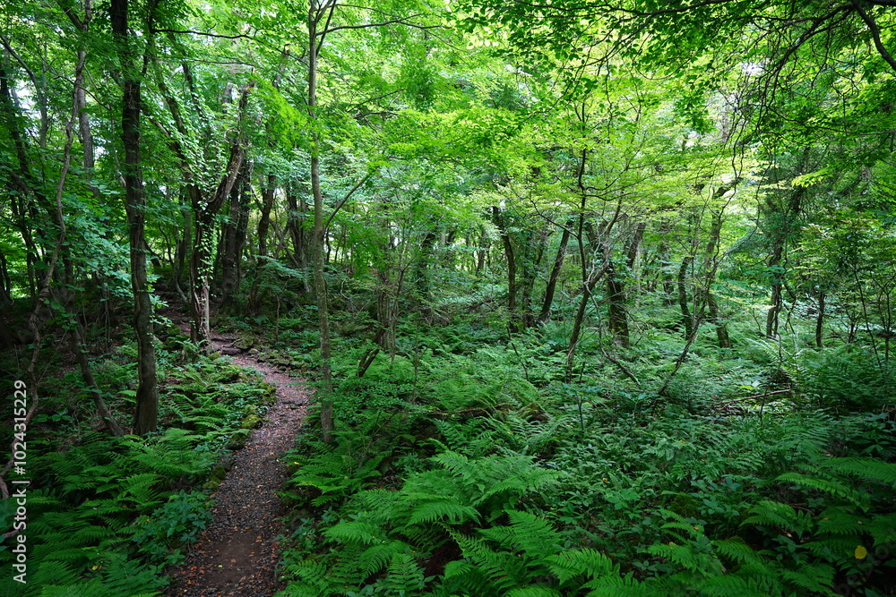 Obraz premium fine spring path through thick ferns 