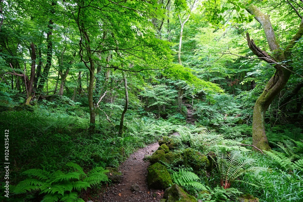 refreshing spring forest and fine view refreshing spring forest and fine view