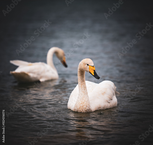 two white swans on the lake photo