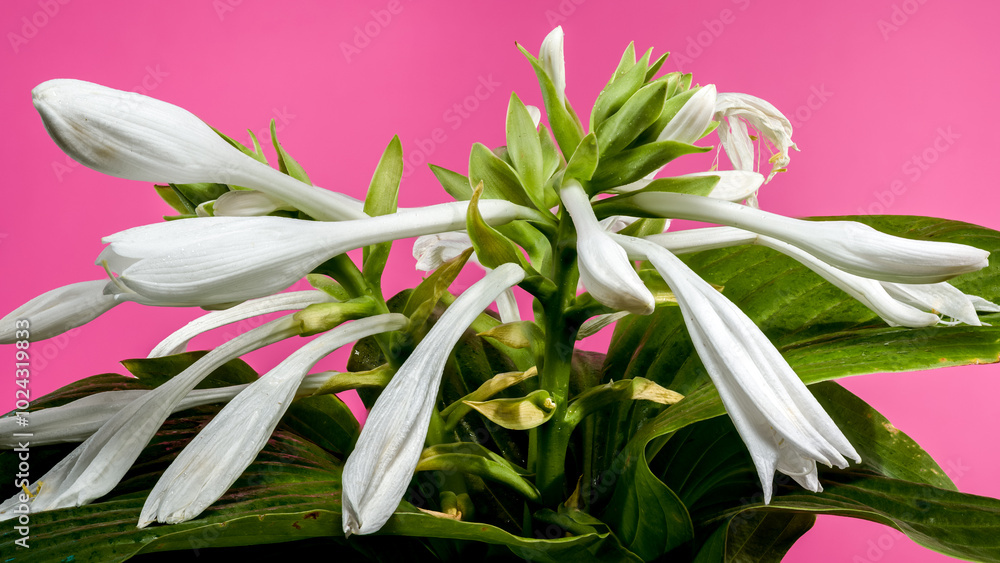 Obraz premium Blooming white hosta on a pink background