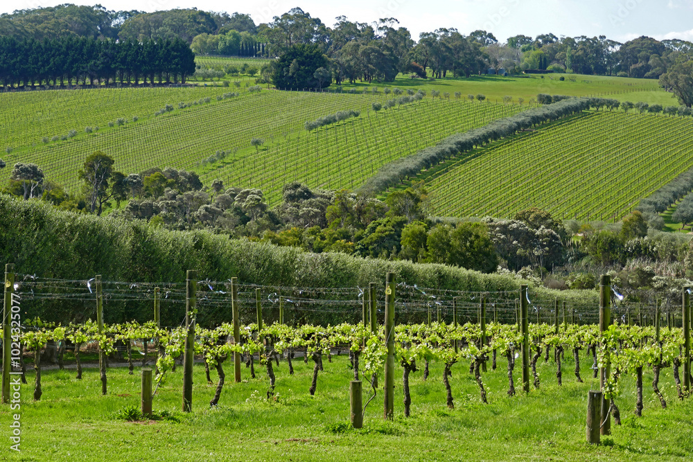 Fototapeta premium RedHills Victoria-brilliant vineyards and lush rolling hills. Detail of vines and texture.