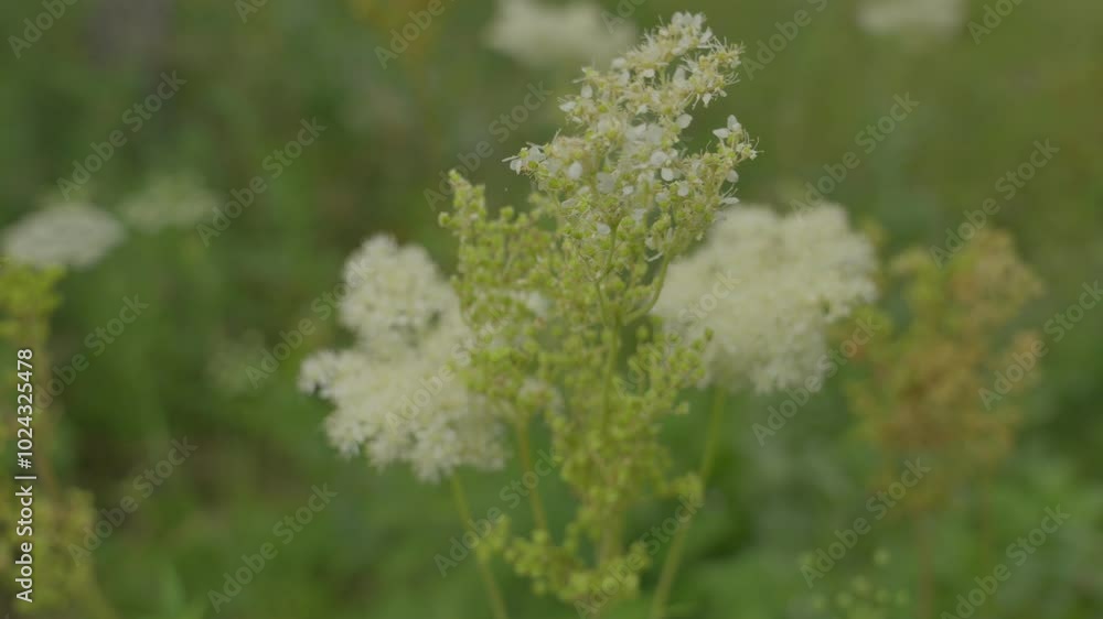 White flowers of Filipendula close-up. White flowers of Filipendula close-up.