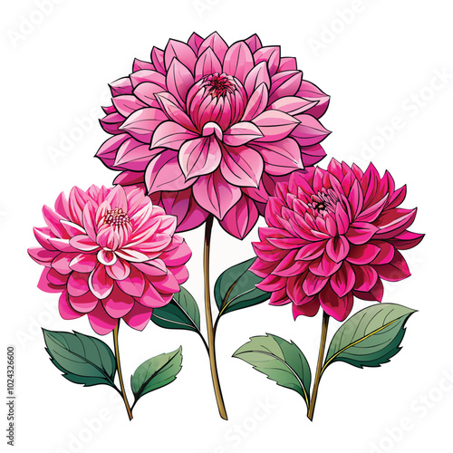 pink dahlia flower, Set of pink dahlia flowers isolated on a white background