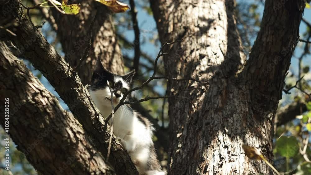 Cute bicolor black and white pet cat sitting on tree in garden at warm sunny day. Urban wildlife, wildlife. cute cats, love animals, pets. Stray cat on tree branch in autumn Cute bicolor black and white pet cat sitting on tree in garden at warm sunny day. Urban wildlife, wildlife. cute cats, love animals, pets. Stray cat on tree branch in autumn