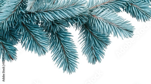 The Elegant Blue Pine Branches