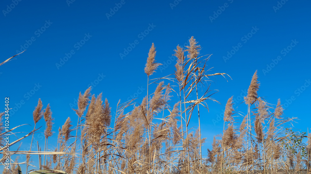 Naklejka premium fall yellow cane against the sky background